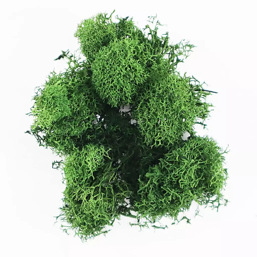 Best Sale 😀 Scenery Plants by ArtMinds™ 😉 - Image 2